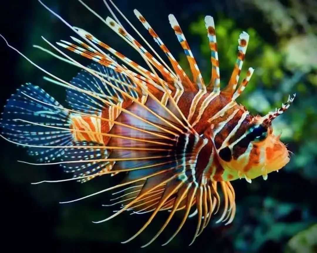 The Poisonous Beauty of the Reefs: Lionfish