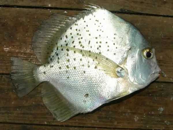 Drepane punctata: The Enigmatic Spotted Sicklefish of the Indo - Pacific