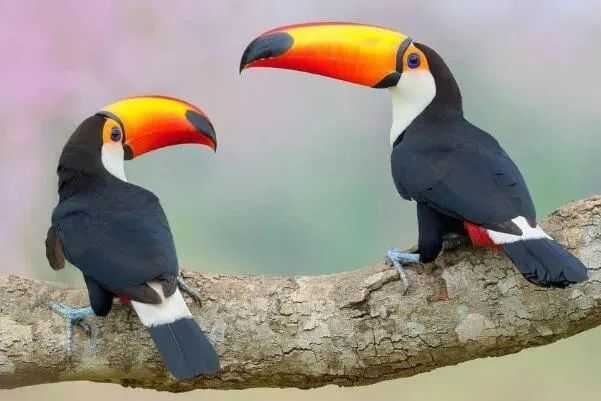 Ramphastos toco: The Largest Toucan of South American Savannahs