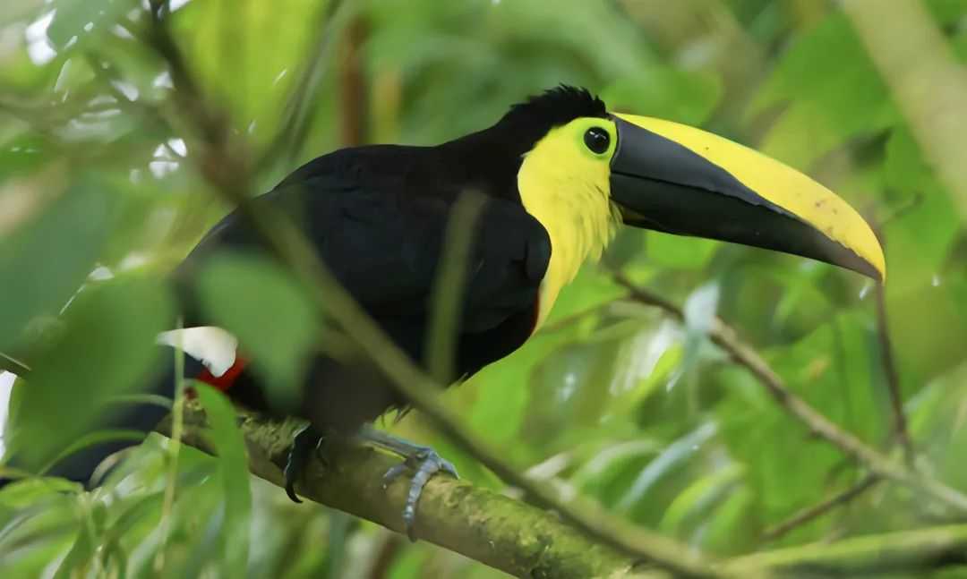 Ramphastos brevis: The Chocó Toucan of Northwestern South American Rainforests