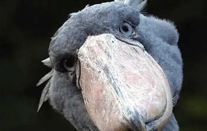 Balaeniceps rex: The Majestic Shoebill Stork of African Wetlands