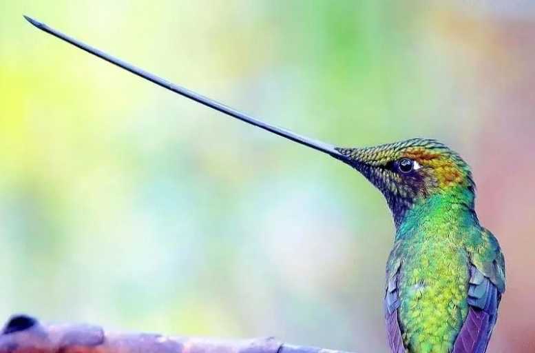 Ensifera ensifera: The Elusive Sword-Billed Hummingbird of Andean Cloud Forests