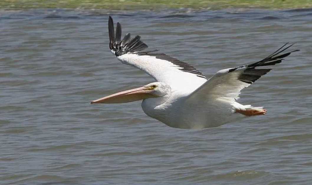 Pelecanus erythrorhynchos: The Majestic American White Pelican of North America