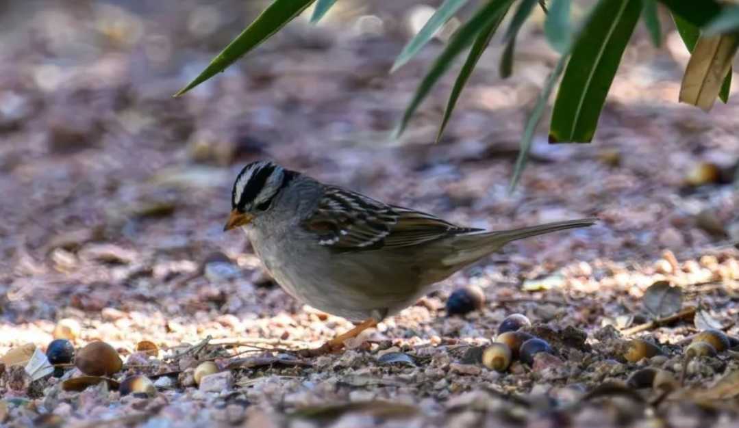 The Striking White - Crowned Sparrow: A North American Avian Wonder