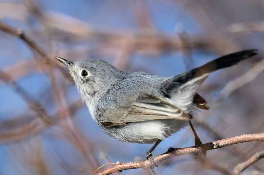 The Elusive Black - Capped Gnatcatcher: A Tiny Jewel of the Arid Southwest