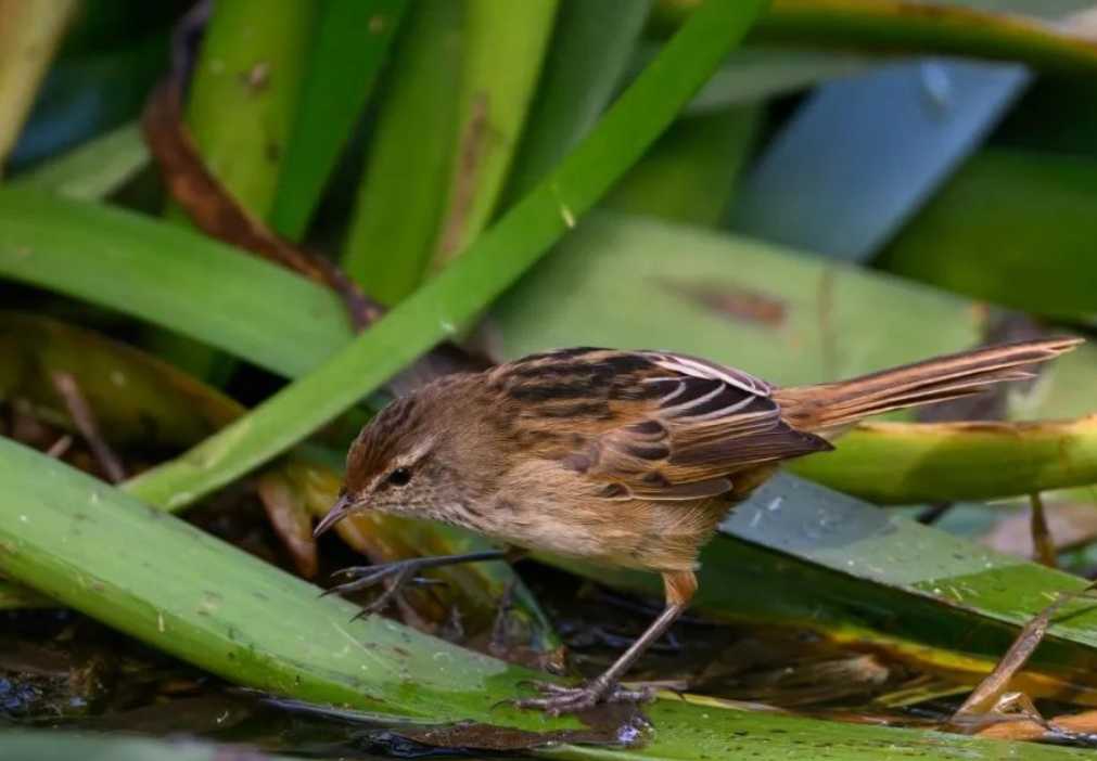 The Elusive Pygmy Grassbird: A Tiny Wonder of Wetland Ecosystems