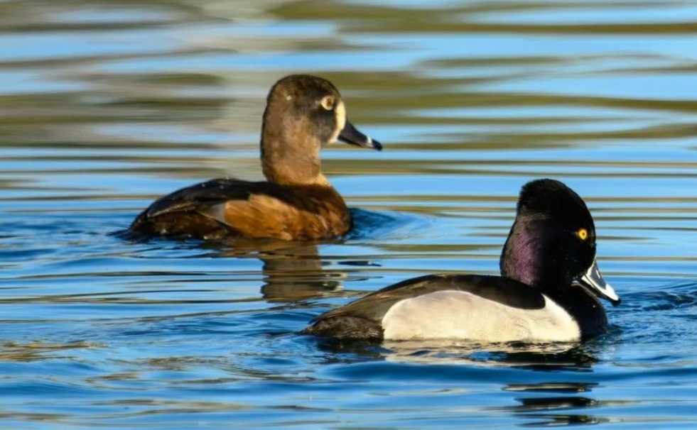 The Alluring Ring - Necked Duck: A Diving Marvel of the Americas