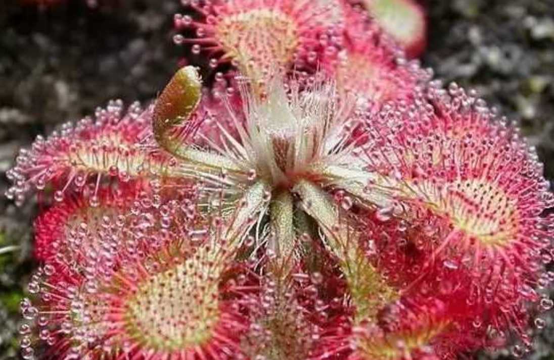 Tiny Drosera Spatulata: The Miniature Carnivorous Marvel