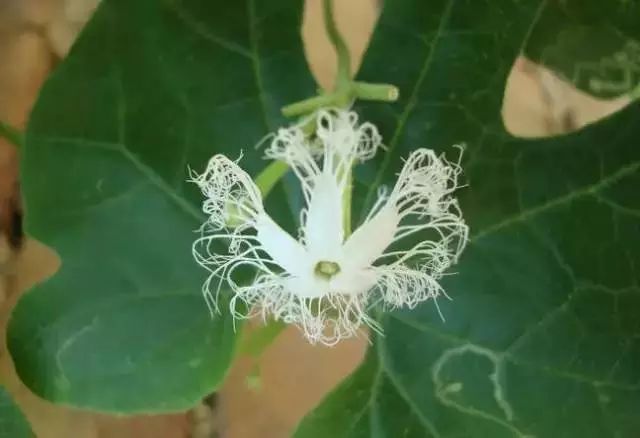 Vibrant Luffa Flowers: Nature's Edible and Ornamental Marvel