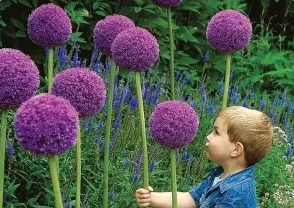 The Magnificent Allium Globemaster: A Botanical Firework