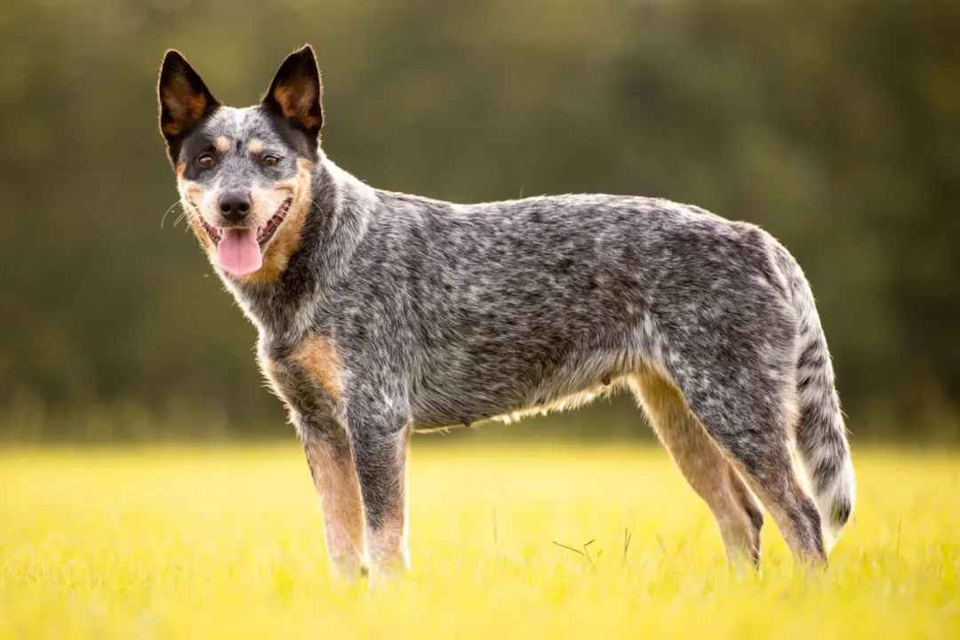 Australian Cattle Dog: A Resilient Breed with a Storied Past and Modern Adaptability