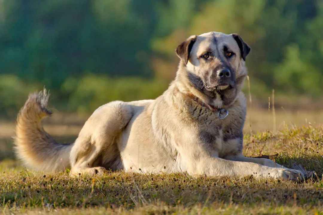 Anatolian Shepherd Dog: The Ancient Guardian of Livestock with Unwavering Loyalty