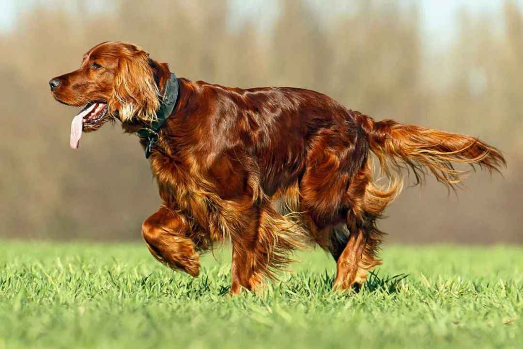 The Perfect Blend of Elegance and Vitality – A Legacy of Hunting Tradition and Modern Companionship