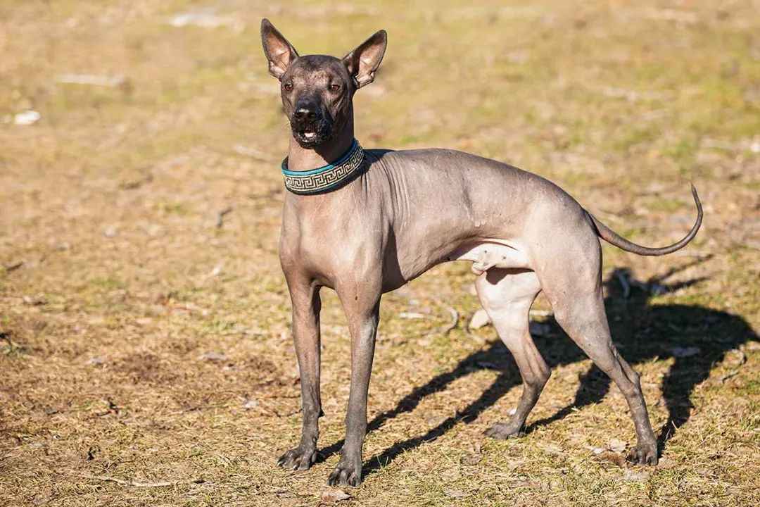From Myth to Modernity: Mexico’s Sacred Hairless Dog, the Xoloitzcuintli, Makes a Resurgent Comeback