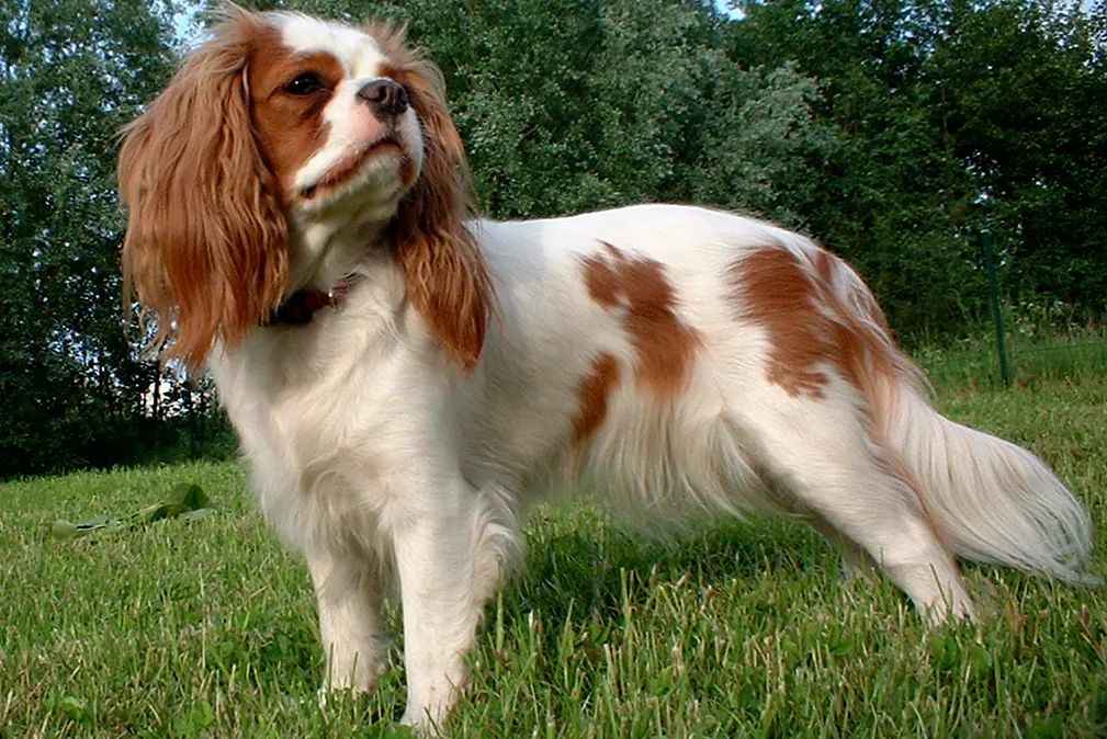 he Timeless Charm of the English Toy Spaniel