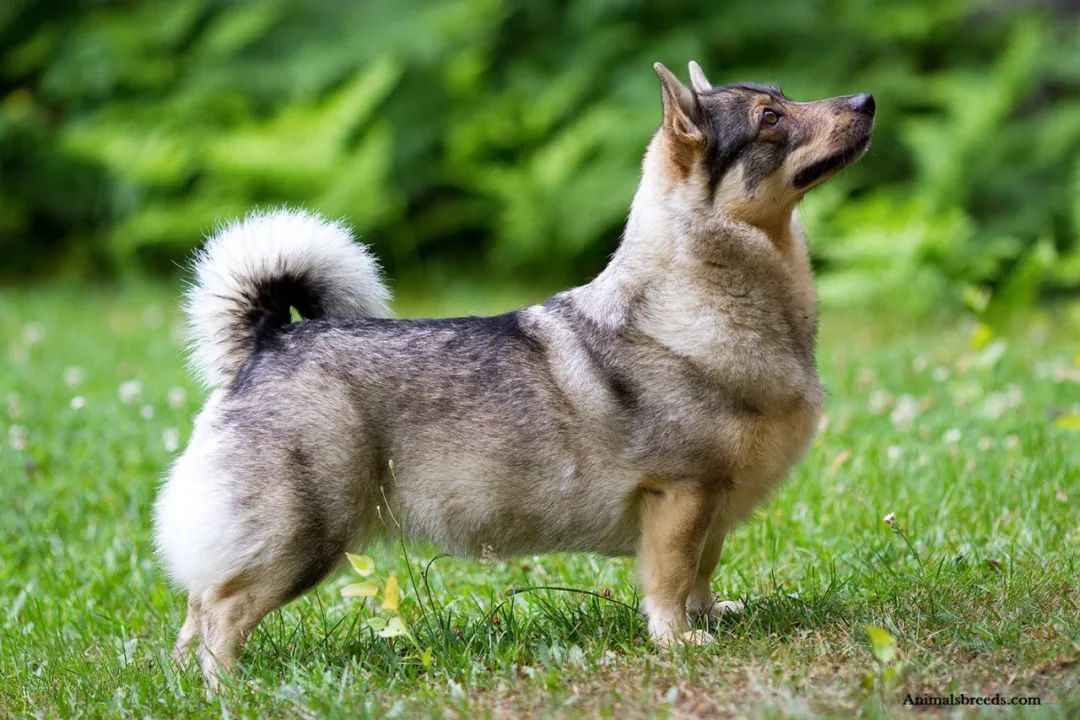 Swedish Vallhund: The Resilient Nordic Herding Dog's Journey from Near Extinction to Global Recognition