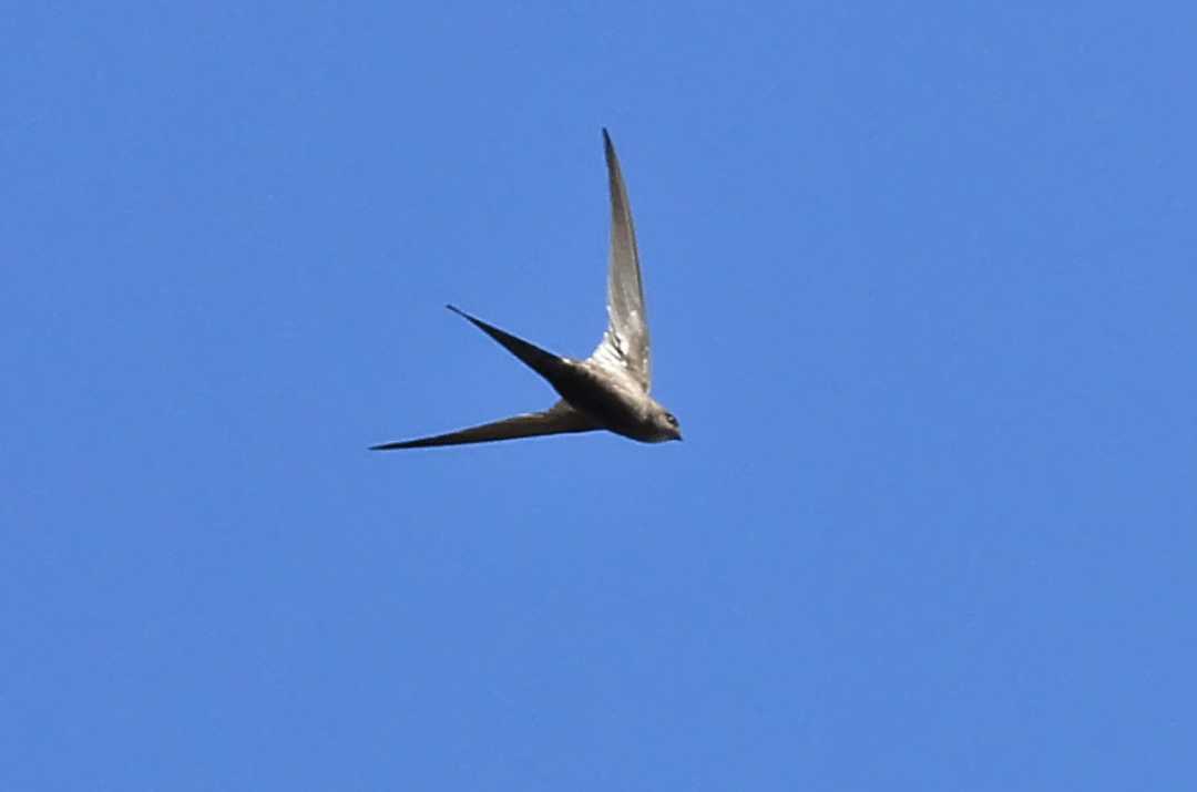 The Swift: Nature’s Legless Wonder and Aerial Life Master